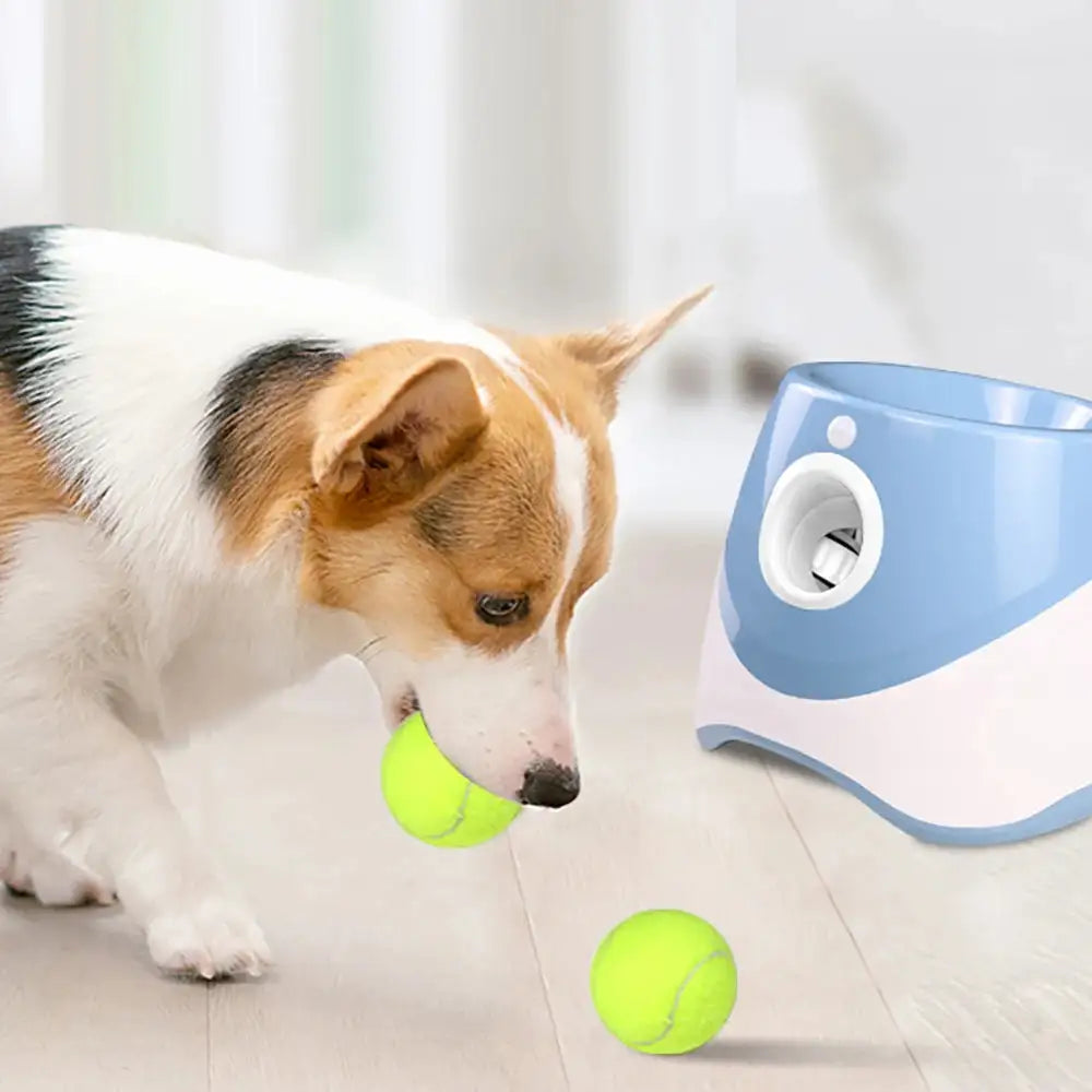 Automatic Tennis Ball Launcher for dogs with a Corgi playing indoors. Ideal for pet training and interactive fetch sessions at home.